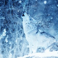Stacie Rae Wolf